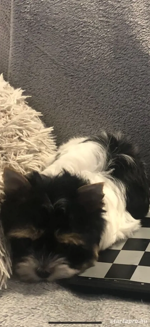 Biewer yorkie eladó  - kép 5