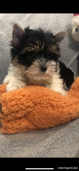 Biewer yorkie eladó  - kép 4
