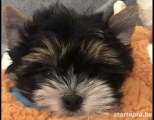 Biewer yorkie eladó  - kép 2