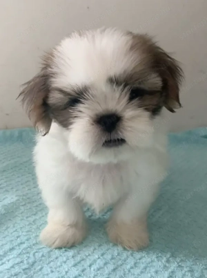 Gyönyörű regisztrált shih tzu, FCI