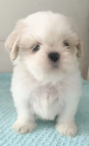 Gyönyörű regisztrált shih tzu, FCI - kép 3
