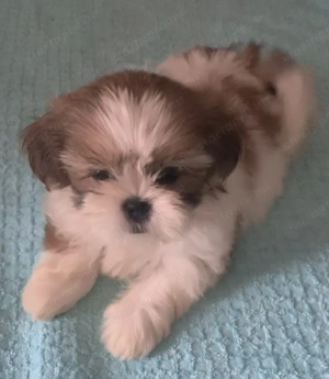 Gyönyörű regisztrált shih tzu, FCI - kép 2