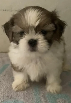Gyönyörű regisztrált shih tzu, FCI - kép 4