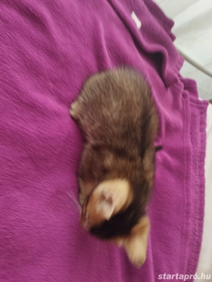 Beng li abesszin cicus - kép 3