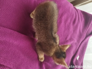 Beng li abesszin cicus - kép 2