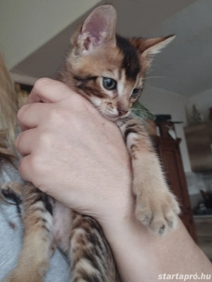 Beng li abesszin cicus