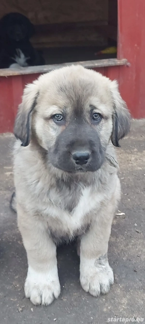 Közép-ázsiai juhász kiskutyák gazdira várnak! - kép 2