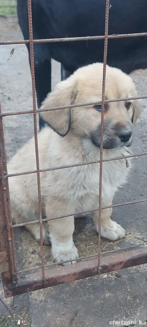 Közép-ázsiai juhász kiskutyák gazdira várnak! - kép 3