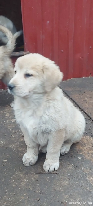 Közép-ázsiai juhász szuka kutya. 