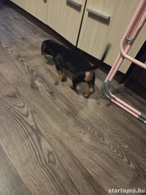 Standard tacskó  - kép 5