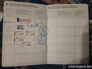 Standard tacskó  - kép 7