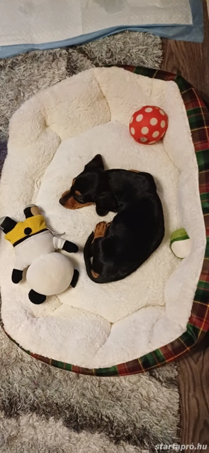 Standard tacskó  - kép 3