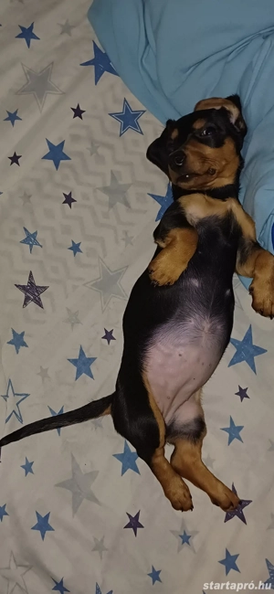 Standard tacskó  - kép 2