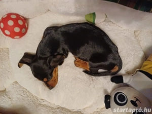 Standard tacskó  - kép 8