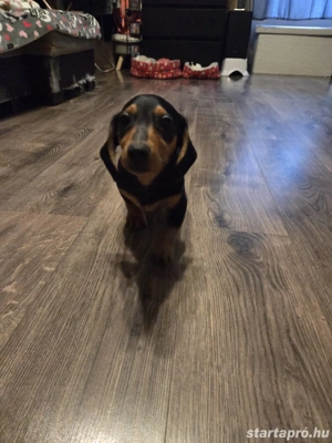 Standard tacskó  - kép 4