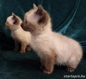 Sziámi kiscica eladó - kép 5