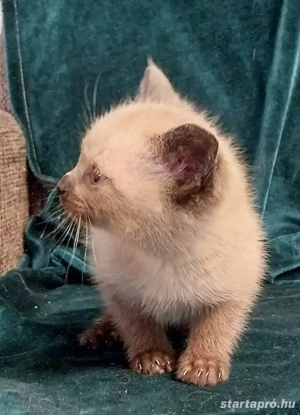 Sziámi kiscica eladó - kép 4