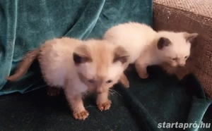 Sziámi kiscica eladó - kép 7