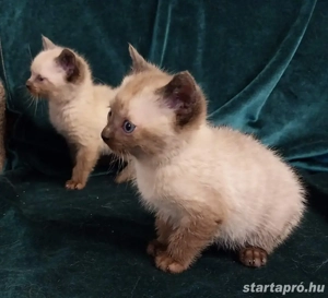 Sziámi kiscica eladó - kép 2