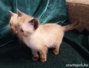 Sziámi kiscica eladó - kép 8