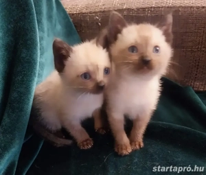 Sziámi kiscica eladó - kép 3