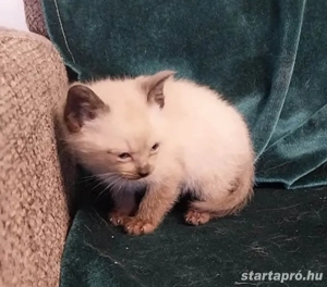 Sziámi kiscica eladó - kép 6