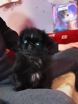 Palotapincsi kölykök  - kép 7