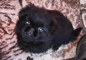 Palotapincsi kölykök  - kép 12