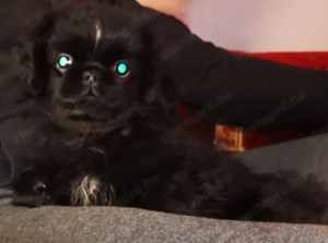 Palotapincsi kölykök  - kép 11