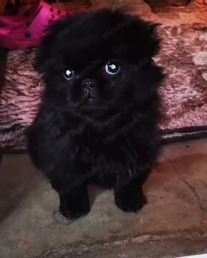 Palotapincsi kölykök  - kép 4