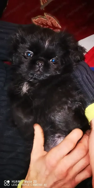 Palotapincsi kölykök  - kép 13