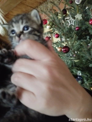 Brit babacic k - kép 4