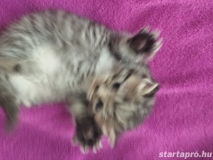 Brit babacic k - kép 2