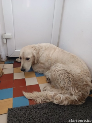 Golden retriever kislányok - kép 2