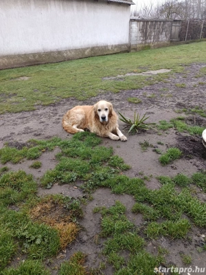 Golden retriever kislányok - kép 3