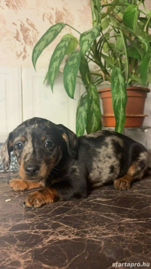 Törpelábú tacskó kiskutyák. - kép 2