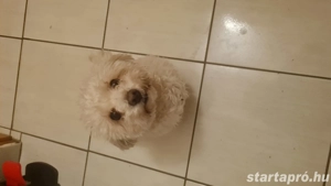 Bolognese kiskutya eladó! - kép 2