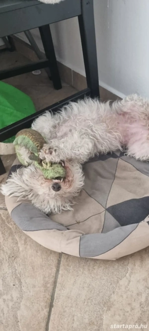 Bolognese kiskutya eladó! - kép 3