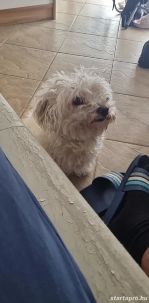 Bolognese kiskutya eladó! - kép 4