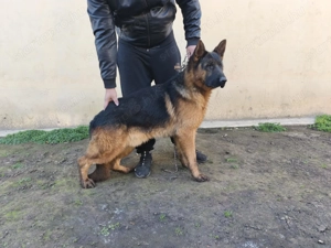 Eladó törzskönyves németjuhász kan - kép 5