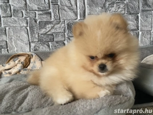 Pomerania törpespicc  - kép 3