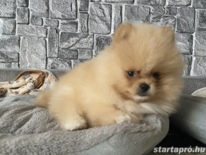 Pomerania törpespicc  - kép 2