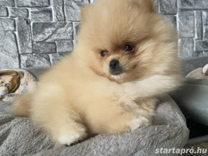 Pomerania törpespicc  - kép 4