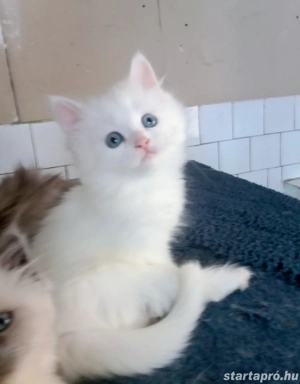 Eladók ragdoll jellegű kiscicák - kép 12