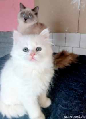 Eladók ragdoll jellegű kiscicák - kép 5