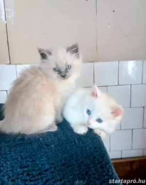 Eladók ragdoll jellegű kiscicák - kép 11