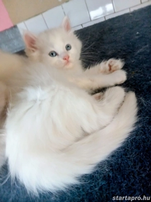 Eladók ragdoll jellegű kiscicák - kép 4