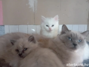 Eladók ragdoll jellegű kiscicák - kép 6