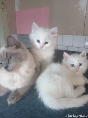 Eladók ragdoll jellegű kiscicák - kép 3