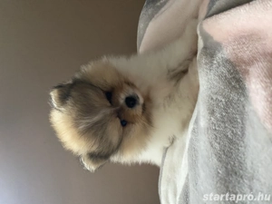 Pomerania törpespicc 